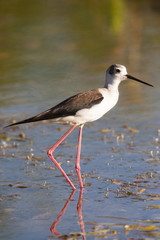 Himantopus himantopus