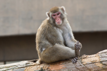 Naklejka premium monkey