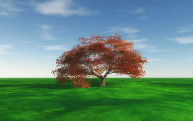 Maple tree landscape