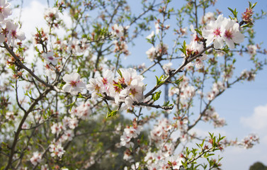 Farm life, blossoming almond trees