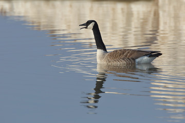 Fototapeta premium Canada Goose calling in early spring with reflection of Lake Hur