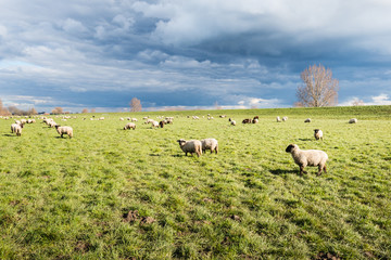 Fototapeta premium Grazing sheep on pasture next to a dike