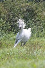 Fototapeta na wymiar Etalon pur sang arabe, cheval en liberté