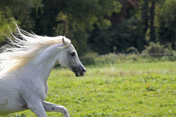 Obraz na płótnie Canvas Etalon pur sang arabe, cheval en liberté