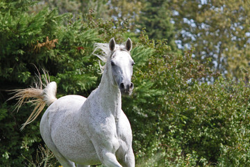 Obraz na płótnie Canvas Etalon pur sang arabe, cheval en liberté