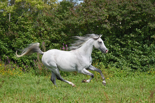 Etalon pur sang arabe, cheval en libert&eacute;