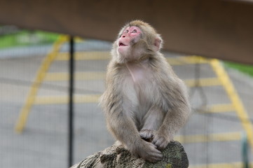 Obraz premium monkey