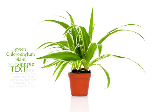 green Chlorophytum plant in the pot