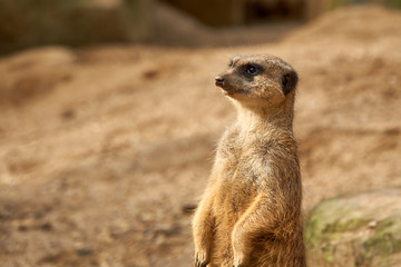 Erdm&auml;nnchen passt auf