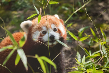 Fototapeta premium Liitle small cute red panda eating bamboo