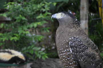 Falcon