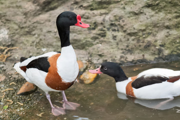Two ducks swimming in lake