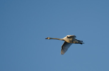 Höckerschwan (Cygnus olor)