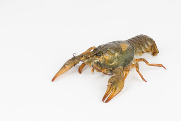 River crayfish alive - Stock Image macro.