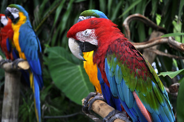 Macaw