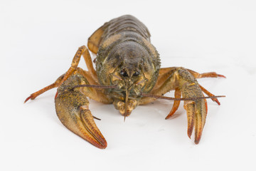 River crayfish alive - Stock Image macro.
