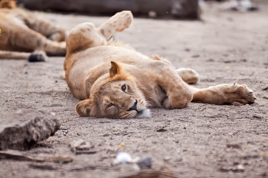 Female lion resting on the sun