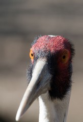 Weißnackenkranich (Grus vipio)