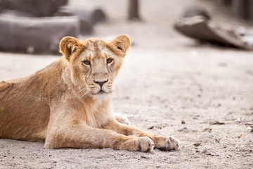 Female lion lying