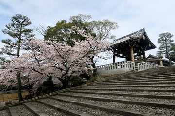 Fototapeta na wymiar 金戒光明寺の桜