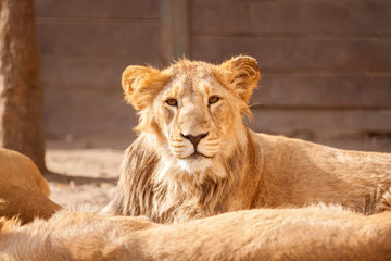 Young male lion resting on sun