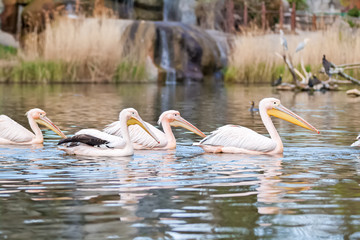 Pelicans