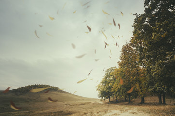 Obraz premium skraj lasu z liśćmi porwanymi przez wiatr