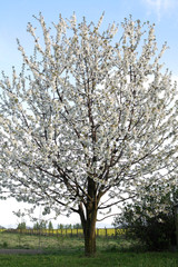 White blooming cherry tree in springtime