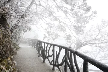 Foto op Plexiglas The way under trees with snow © zephyr_p