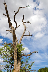 Tree in Kruger National Park, South Africa