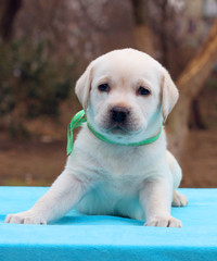 the labrador puppy on a blue background