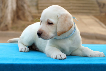 the nice labrador puppy on a blue background