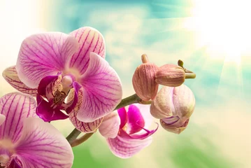 Tissu par mètre Orchidée orchid flower