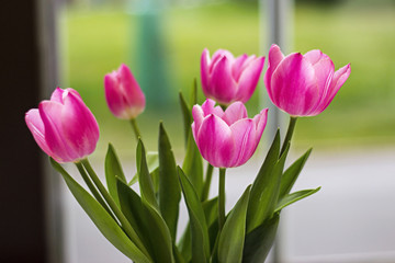 Tulips in window