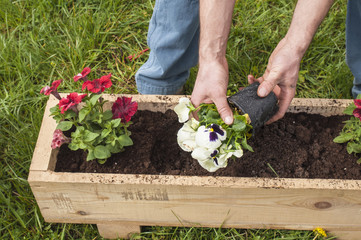 Man planting some pansies and surfinias outside in the garden