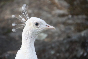 Hembra del Pavo Real blanca