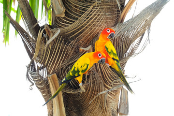 Fototapeta premium Lovely colorful Sun Conure parrot in the nature
