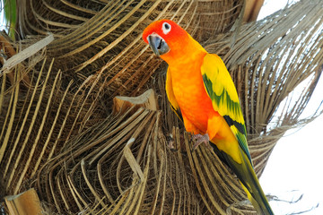 Lovely colorful Sun Conure parrot in the nature