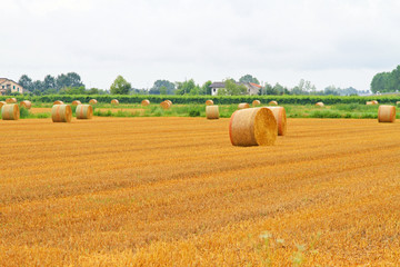 Fototapeta premium Haystack field