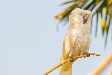 creamy white cockatoo © petunyia