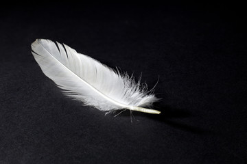 White Feather Isolated on Black Background