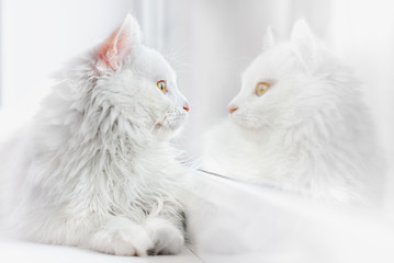 Naklejka na ściany i meble beautiful white cat photo in high key