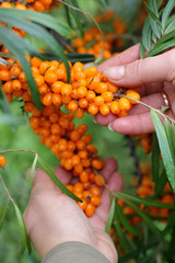 Picking ripe and healthy sea-buckthorn berries