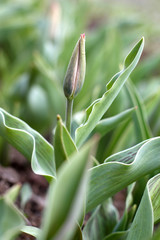 Green Tulip