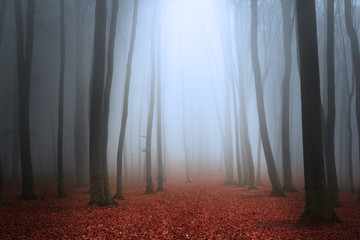 Fairytale foggy forest
