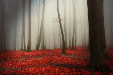 Red leaves intot he fog