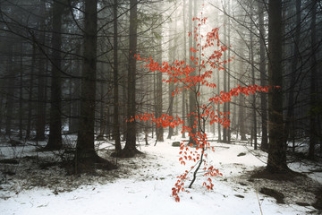 Red tree in foggy forest during winter