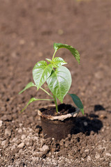 Garden grow vegetable. Eco. germinacion