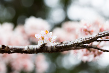 Cherry blossom