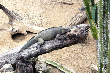 Sadly iguana